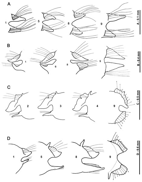 Development of magelonid thoracic parapodia.