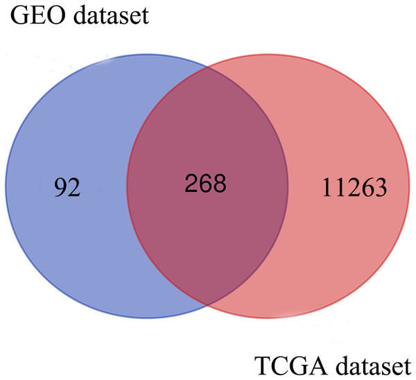 Venn diagram shows the intersecting DEGs from GEO and TCGA.