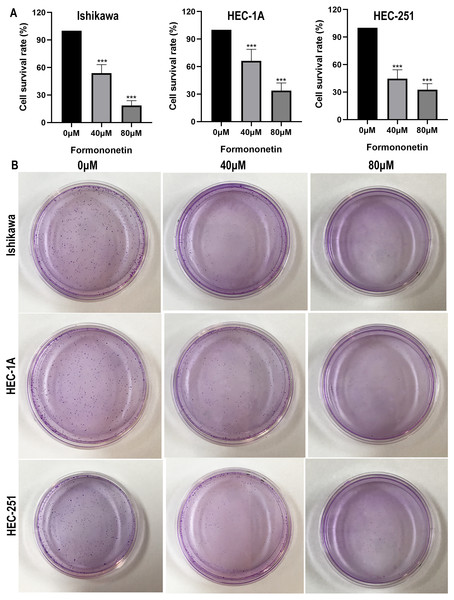 Cell viability assay (A) and Colony formation assay (B) detect the effects of different concentrations of formononetin on the proliferation of endometrial cancer cell lines. *** P < 0.001.