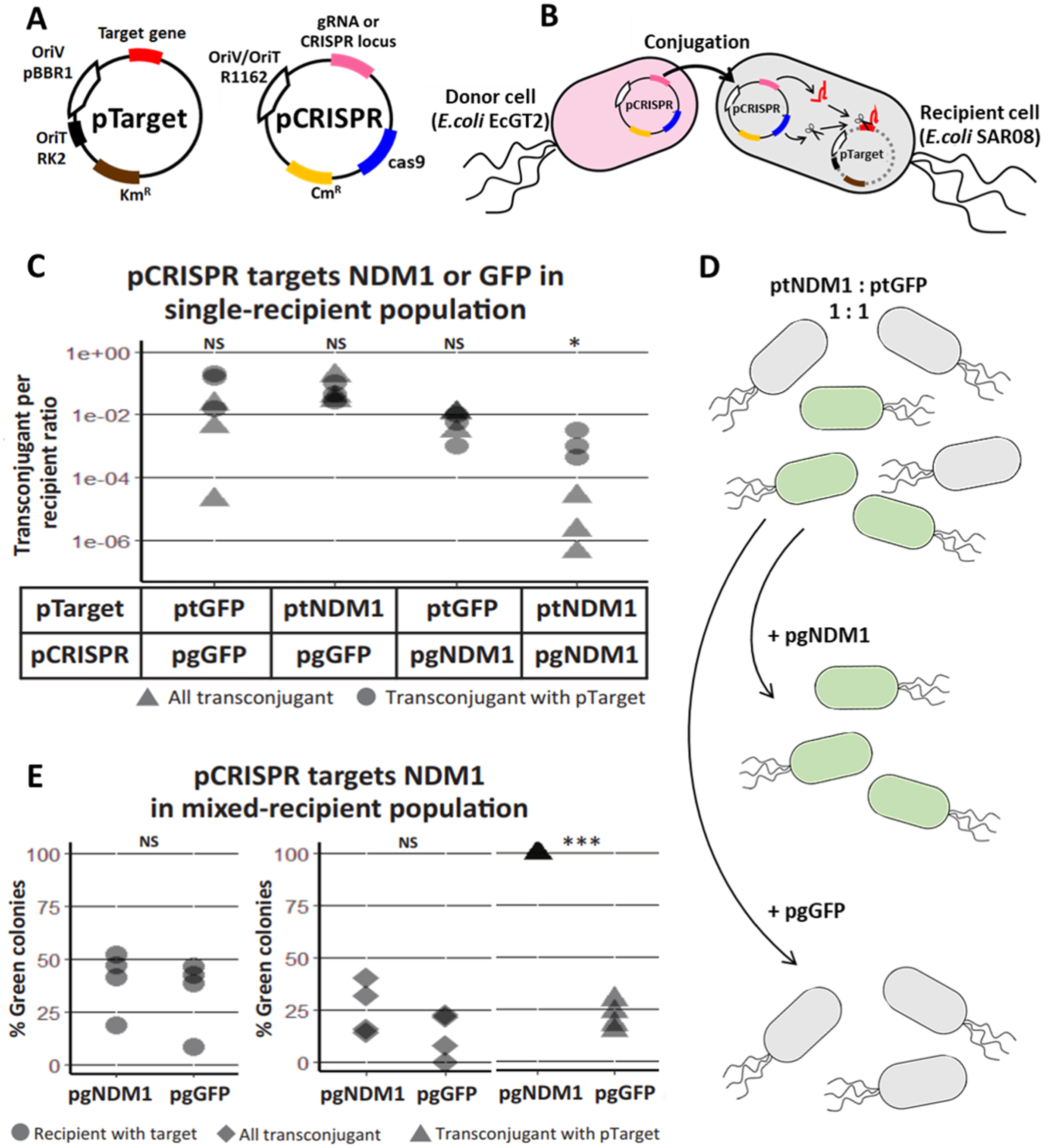 A Highly Effective And Self Transmissible Crispr Antimicrobial For Elimination Of Target Plasmids Without Antibiotic Selection Peerj