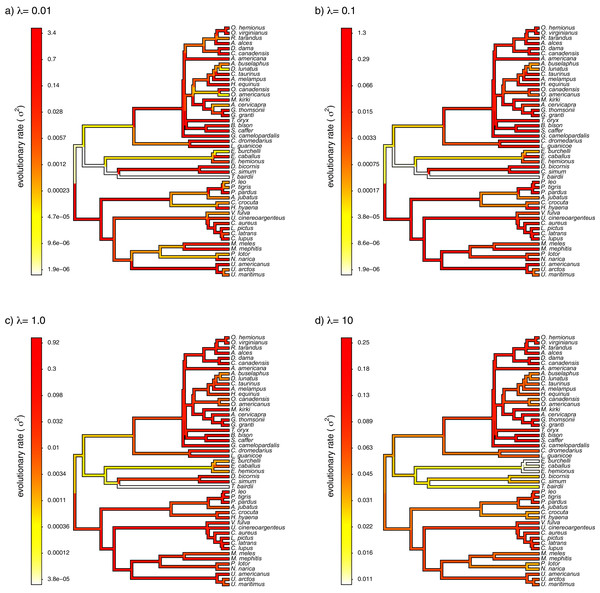 Fitted variable-rate Brownian motion model for log(body mass) evolution in 49 species of mammals.