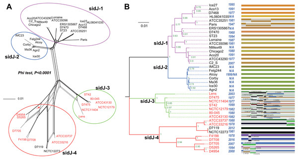 Phylogenetic relationships among L. pneumophila sidJ alleles.