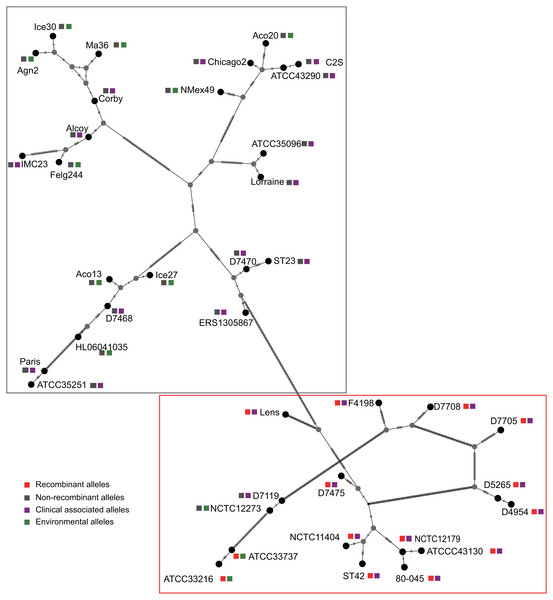 Parsimony (TCS) network of L. pneumophila sidJ haplotypes (alleles).