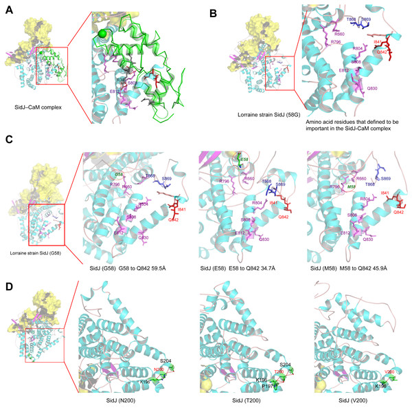 Structure of SidJ and potential influence of mutation in positive selection sites.