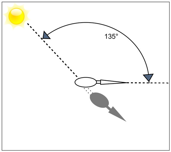 Schematic representation of an overhead view of a foraging heron.