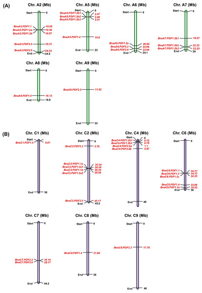 Physical mapping of the plant defensin (PDF) family members in Brassica napus.