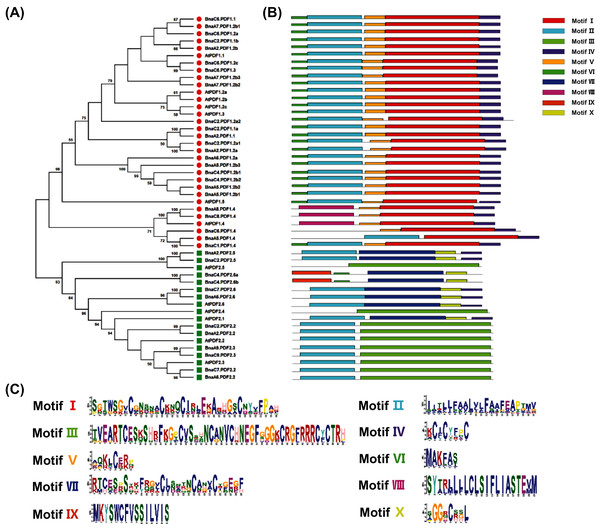 Phylogeny analysis and conserved motifs of the plant defensins (PDFs) in Arabidopsis thaliana and Brassica napus.