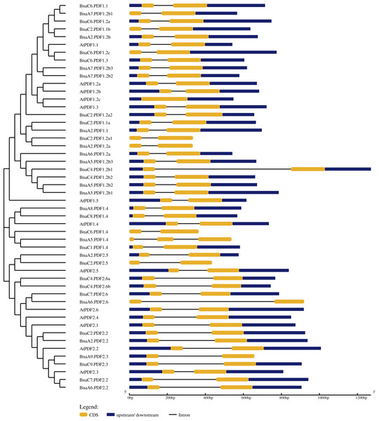 Gene structures of the PDF family genes in Arabidopsis thaliana and Brassica napus.