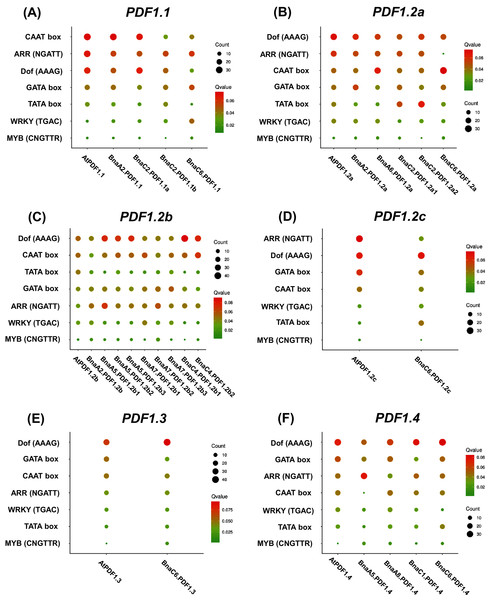 Enrichment analysis of cis-acting regulatory elements (CRE) in the promoter region of Brassica napus plant defensins (PDF) genes.