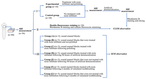 Experimental flow chart related to the experimental procedures in this study.