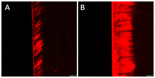 CLSM images of the specimens after rhodamine B staining, the width of the red area reflects the demineralization depth of enamel.
