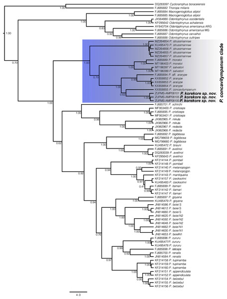 Gene tree chronogram.