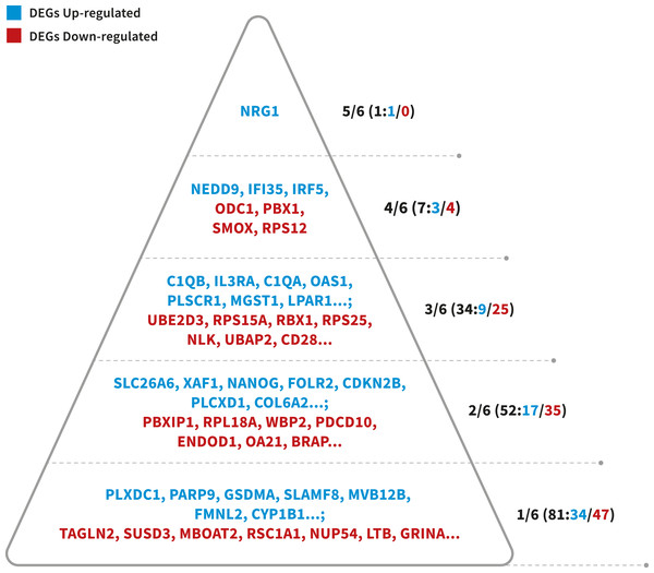  Probability pyramid representing the results of gene prioritization for the 175 DEGs (64 Up-regulated, 111 Down-regulated).