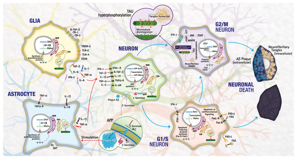  Mechanisms of cell death.