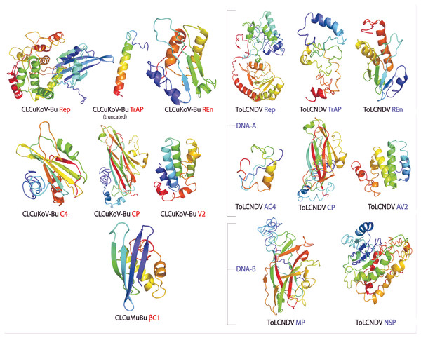 Consensus models of the proteins of CLCuKoV-Bu and ToLCNDV generated through different approaches are presented.