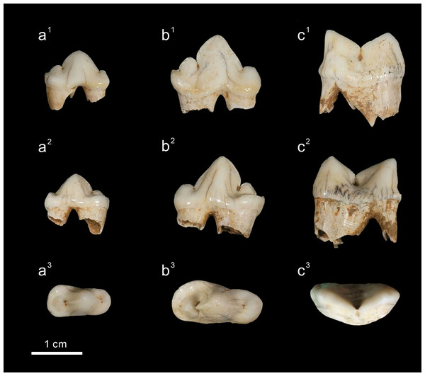 The three felid lower cheek teeth from Longshia-dong Cave.