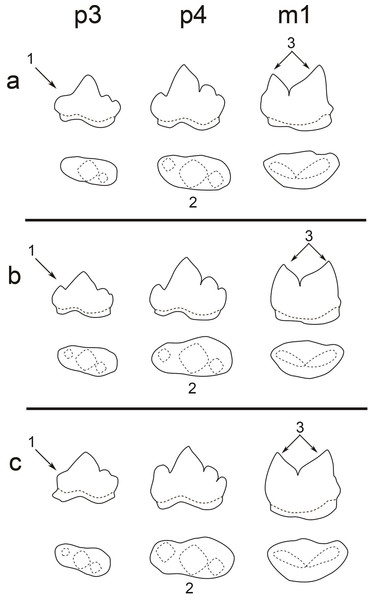 A comparison of the teeth (p3, p4, and m1) of three pantherines.