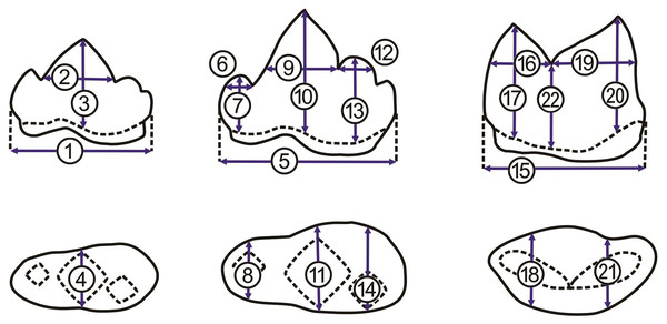 Measurements of p3, p4, and m1.