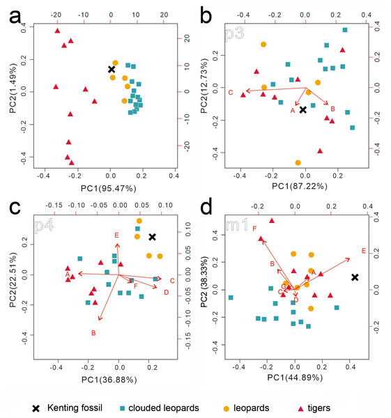 Two rounds of PCA analysis of the traditional linear measurements.