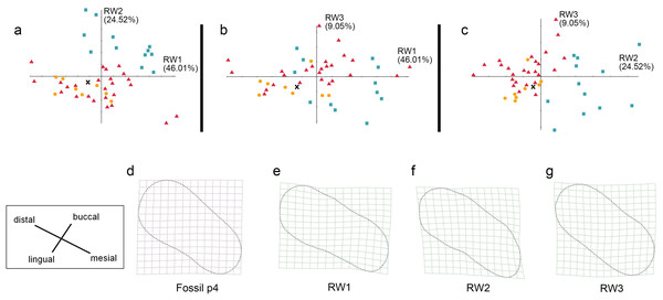 The shape variation of occlusal surface of p4 in three pantherines.