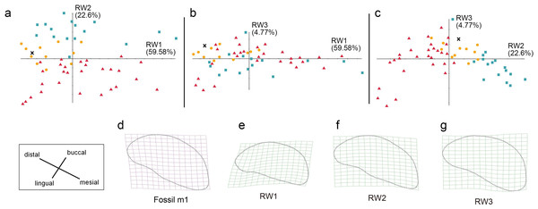 The shape variation of occlusal surface of m1 in three pantherines.