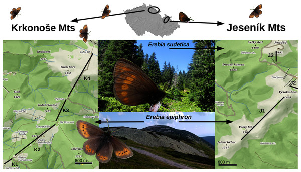 A map displaying the transects for monitoring Erebia epiphron and E. sudetica in the Jeseník Mts (J1–J3) and E. epiphron in the Krkonoše Mts (K1–K4), Czech Republic.