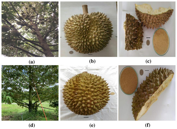 Photograph of (A) monthong tree (B) monthong fruit (C) monthong peel (D) chanee tree (E) chanee fruit (F) chanee peel.