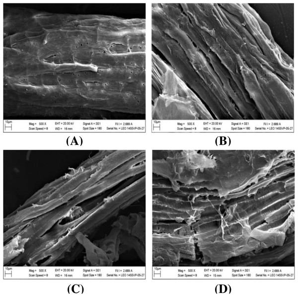 SEM images of the (A) untreated and pretreated chanee at (B) 110 °C, (C) 120 °C and (D) 130 °C.