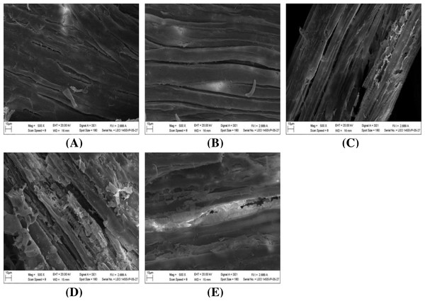 SEM images of the (A) untreated and pretreated monthong peel at (B) 1%, (C) 2%, (D) 3%, and (E) 4% NaOH concentrations.