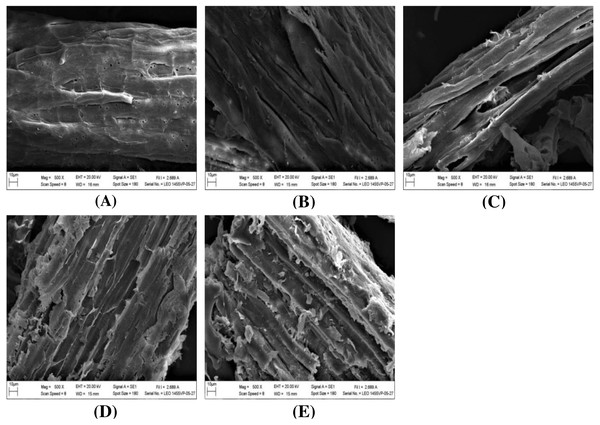 SEM images of the (A) untreated and pretreated chanee peel at (B) 1%, (C) 2%, (D) 3%, and (E) 4% NaOH concentrations.