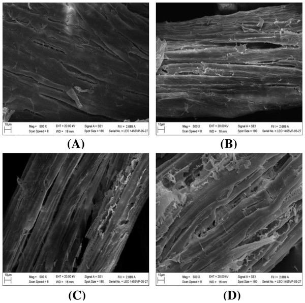 SEM images of the (A) untreated and pretreated monthong at (B) 110 °C, (C) 120 °C and (D) 130 °C.