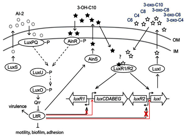 Scheme of A. logei and A. salmonicida QS regulation.