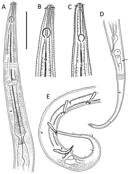 Leptolaimus hadalis sp. nov.