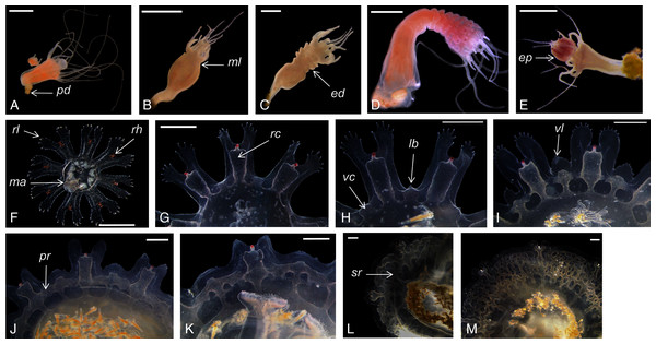 Catostylus tagi life cycle from scyphistoma (A–E) to metaephyra and development stages of gastric system (F–M).