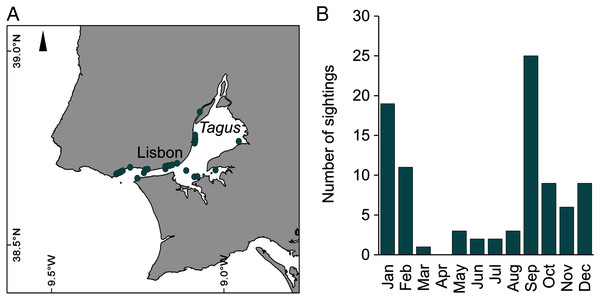 Spatial (A) and monthly (B) occurrence of Catostylus tagi medusa along the Tagus estuary in 2019.