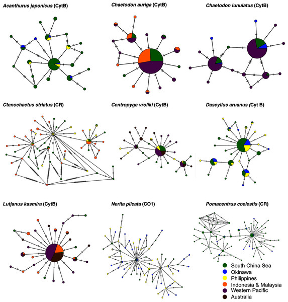 Haplotype networks of nine species.