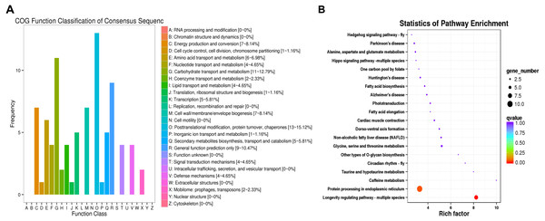 COG functional classifications of DEGs and KEGG enrichment pathways in the comparison of L. trifolii I50 and IT5040 treatments.