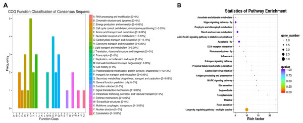 COG functional classifications of DEGs and KEGG enrichment pathways in the comparison of L. trifolii I50 and TI4050 treatments.