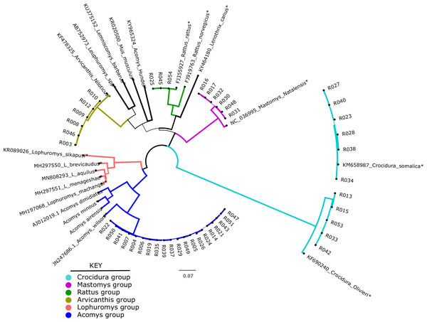 Phylogenetic tree showing samples from this study against reference species.