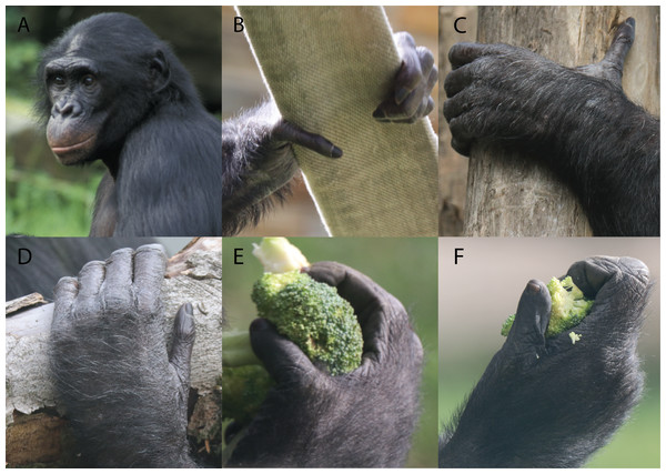 Depiction of the different grasping types observed in bonobos.