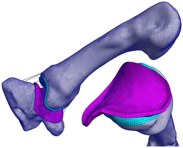The TMC joint FE model in the large diameter power grasp with extended thumb (powerLE).