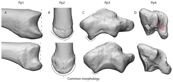 Deviating morphologies in specimens Pp1-4 in the top row in comparison to more common morphologies of the remaining specimens in the bottom row.