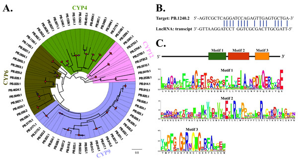 Phylogenetic construction, lncRNA target prediction and motif analysis of CYPs.