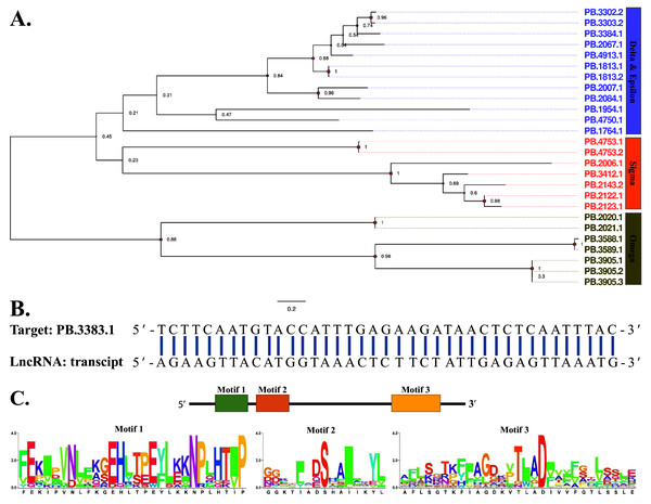 Phylogenetic construction, lncRNA target prediction and motif analysis of GSTs.
