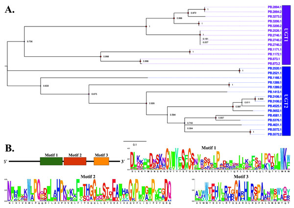 Phylogenetic and motif analysis of UGTs.