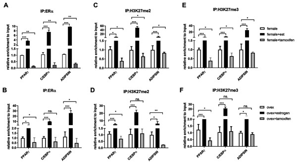 Effects of estrogen on the accumulation of ERα and methylated histone proteins to the promoters of adipogenic transcription factor genes.
