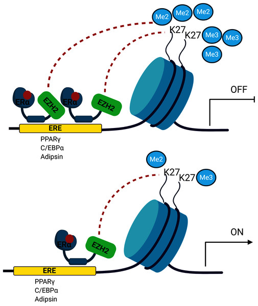 A schematic illustration of the regulatory role of estrogen in MSC cell fate.