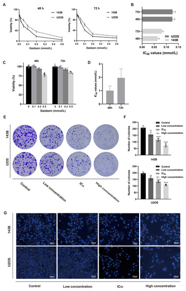 Daidzein inhibited cell proliferation and induced apoptosis in vitro.
