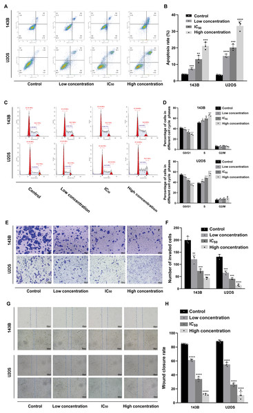 Incubation of osteosarcoma cells with daidzein promoted apoptosis and cell cycle arrest when inhibited migration.