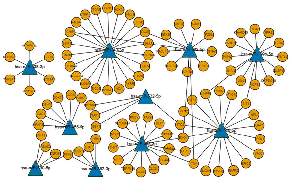 The miRNA-mRNA regulatory network.